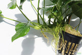 Anubias Nana (Our Best Selling Anubias Aquarium Plant)