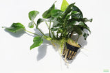 Anubias Nana (Our Best Selling Anubias Aquarium Plant)