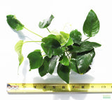 Anubias Nana (OUR BEST SELLING ANUBIAS AQUARIUM PLANT) on white casting a shadow with a ruler. 9" of plant. Dark Green oval leaves that come to a point on the end. Aquarium Plant For Sale.