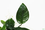 Anubias Nana (Our Best Selling Anubias Aquarium Plant)
