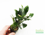 Anubias Nana (Our Best Selling Anubias Aquarium Plant)