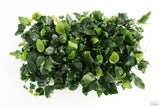 Anubias Nana (Our Best Selling Anubias Aquarium Plant)