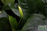 Anubias Nana (Our Best Selling Anubias Aquarium Plant)