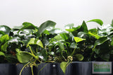 Anubias Nana (Our Best Selling Anubias Aquarium Plant)