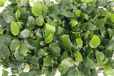 Anubias Nana (Our Best Selling Anubias Aquarium Plant)