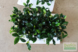 Anubias Nana (Our Best Selling Anubias Aquarium Plant)