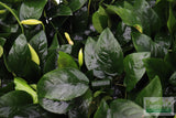 Anubias Nana (Our Best Selling Anubias Aquarium Plant)