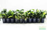 Anubias Nana (Our Best Selling Anubias Aquarium Plant)