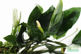 Anubias Nana (Our Best Selling Anubias Aquarium Plant)
