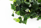 Anubias Nana (Our Best Selling Anubias Aquarium Plant)