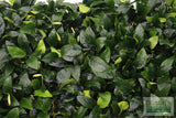 Anubias Nana (Our Best Selling Anubias Aquarium Plant)