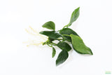 Anubias Nana (Our Best Selling Anubias Aquarium Plant)