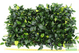 Anubias Nana (Our Best Selling Anubias Aquarium Plant)