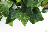 Anubias Nana (Our Best Selling Anubias Aquarium Plant)