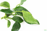 Anubias Nana (Our Best Selling Anubias Aquarium Plant)