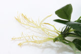 Anubias Nana (Our Best Selling Anubias Aquarium Plant)