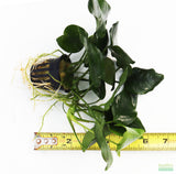 Anubias Nana (Our Best Selling Anubias Aquarium Plant)
