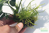 Anubias Nana (Our Best Selling Anubias Aquarium Plant)