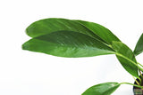 Anubias Congensis (Background Aquarium Plant)