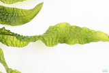 Aponogeton Boivinianus (The Best Background Cichlid Plant We Sell)
