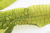 Aponogeton Boivinianus (The Best Background Cichlid Plant We Sell)