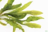 Aponogeton Boivinianus (The Best Background Cichlid Plant We Sell)