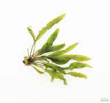 MADAGASCAR LACE PLANT (APONOGETON MADAGASCARIENSIS)_Aquarium Plant For Sale_Aquarium Plants