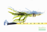 Aponogeton Ulvaceus (A.K.A. Magic Bulbs)