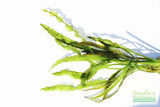 Aponogeton Ulvaceus