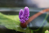 Aponogeton Ulvaceus (A.K.A. Magic Bulbs)
