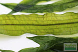 Aponogeton Boivinianus (The Best Background Cichlid Plant We Sell)