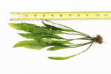 Aponogeton Boivinianus (The Best Background Cichlid Plant We Sell)
