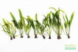 Aponogeton Boivinianus (The Best Background Cichlid Plant We Sell)