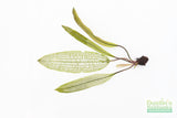 Madagascar Lace Plant (Aponogeton madagascariensis) (Small)