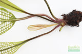 Madagascar Lace Plant (Aponogeton madagascariensis) (Small)