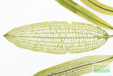 Madagascar Lace Plant (Aponogeton madagascariensis) (Small)