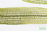 Madagascar Lace Plant (Aponogeton madagascariensis) (Small)