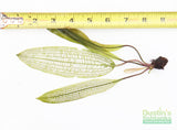 Madagascar Lace Plant (Aponogeton madagascariensis) (Small)