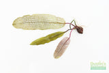 Madagascar Lace Plant (Aponogeton madagascariensis) (Small)