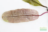 Madagascar Lace Plant (Aponogeton madagascariensis) (Small)