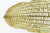 Madagascar Lace Plant (Aponogeton madagascariensis) (Small)