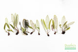 Madagascar Lace Plant (Aponogeton madagascariensis) (Small)