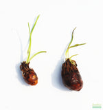 Aponogeton Ulvaceus (A.K.A. Magic Bulbs)