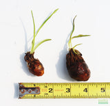 Aponogeton Ulvaceus (A.K.A. Magic Bulbs)