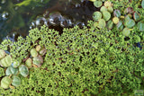 Azolla