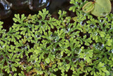 Azolla