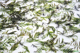 Bolbitus (BULLET PROOF) heudelotii, African Water Fern