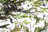 Bolbitus (BULLET PROOF) heudelotii, African Water Fern