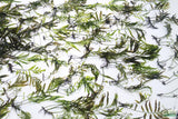 Bolbitus (BULLET PROOF) heudelotii, African Water Fern