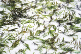 Bolbitus (BULLET PROOF) heudelotii, African Water Fern